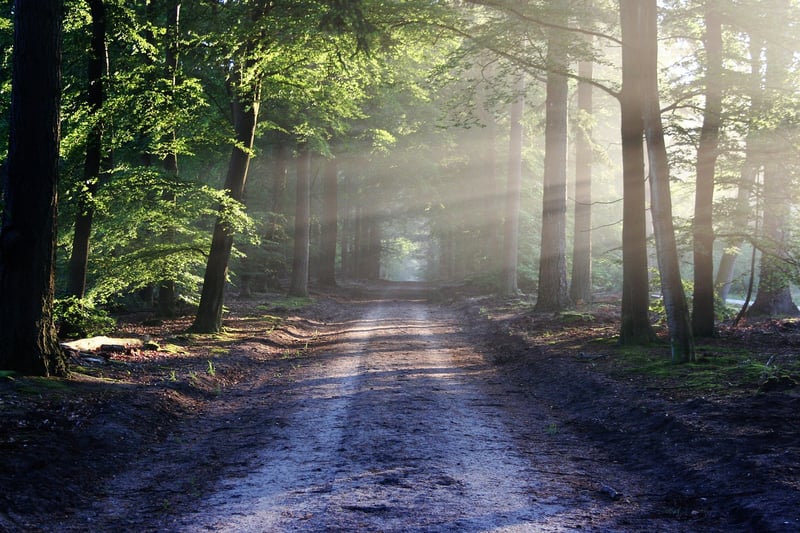Nature Stroll Forest